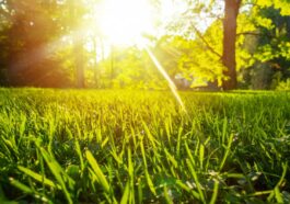 How Do I Find a Sewer Leak in My Yard?