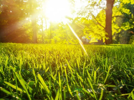 How Do I Find a Sewer Leak in My Yard?