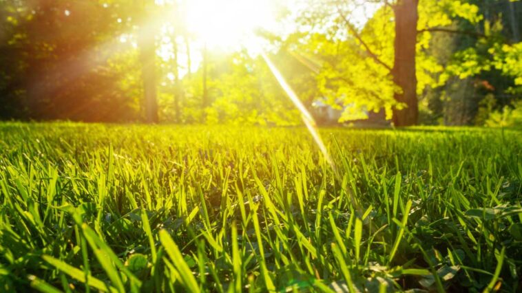 How Do I Find a Sewer Leak in My Yard?